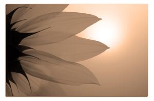 Obraz na plátně - Slunečnice květ 1201FA (100x70 cm)