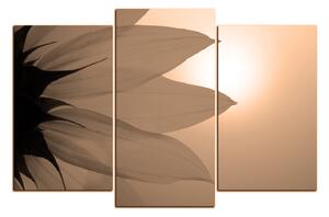 Obraz na plátně - Slunečnice květ 1201FC (150x100 cm)