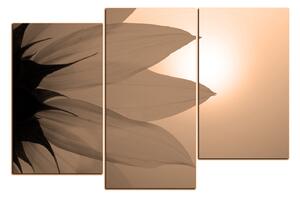 Obraz na plátně - Slunečnice květ 1201FD (105x70 cm)