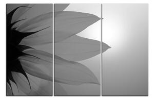 Obraz na plátně - Slunečnice květ 1201QB (90x60 cm )