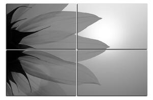 Obraz na plátně - Slunečnice květ 1201QE (150x100 cm)