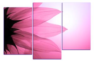 Obraz na plátně - Slunečnice květ 1201VD (120x80 cm)