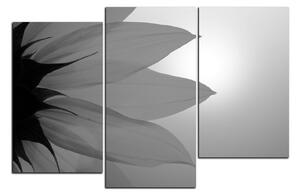 Obraz na plátně - Slunečnice květ 1201QD (90x60 cm)