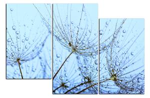 Obraz na plátně - Pampelišková semínka s kapkami vody 1202D (120x80 cm)
