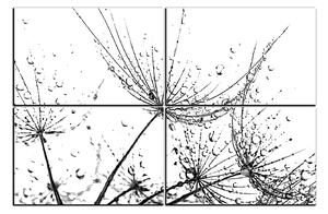 Obraz na plátně - Pampelišková semínka s kapkami vody 1202QE (150x100 cm)