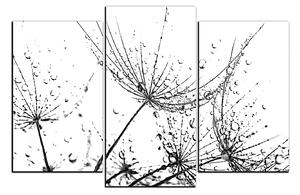 Obraz na plátně - Pampelišková semínka s kapkami vody 1202QC (150x100 cm)