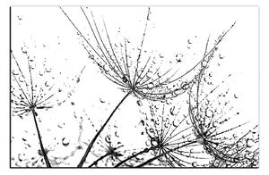 Obraz na plátně - Pampelišková semínka s kapkami vody 1202QA (90x60 cm )