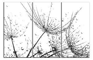 Obraz na plátně - Pampelišková semínka s kapkami vody 1202QB (90x60 cm )