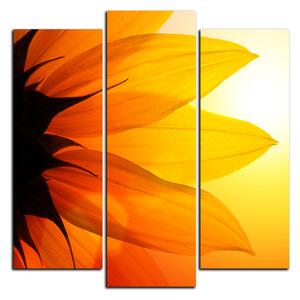 Obraz na plátně - Slunečnice květ - čtverec 3201C (75x75 cm)