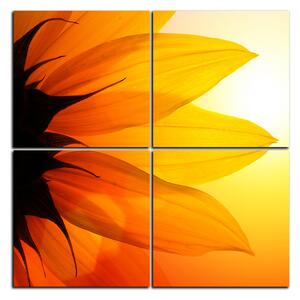 Obraz na plátně - Slunečnice květ - čtverec 3201E (60x60 cm)