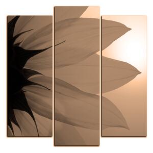 Obraz na plátně - Slunečnice květ - čtverec 3201FC (75x75 cm)