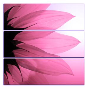 Obraz na plátně - Slunečnice květ - čtverec 3201VD (75x75 cm)