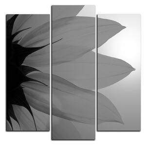 Obraz na plátně - Slunečnice květ - čtverec 3201QC (75x75 cm)