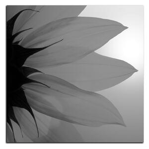 Obraz na plátně - Slunečnice květ - čtverec 3201QA (50x50 cm)