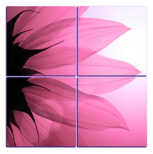 Obraz na plátně - Slunečnice květ - čtverec 3201VE (60x60 cm)