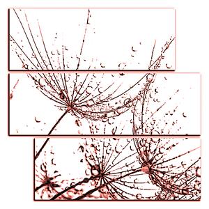 Obraz na plátně - Pampelišková semínka s kapkami vody - čtverec 3202KD (75x75 cm)