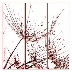 Obraz na plátně - Pampelišková semínka s kapkami vody - čtverec 3202KB (75x75 cm)