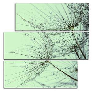 Obraz na plátně - Pampeliška s kapkami vody - čtverec 3203D (75x75 cm)