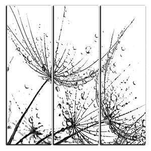 Obraz na plátně - Pampelišková semínka s kapkami vody - čtverec 3202QB (75x75 cm)