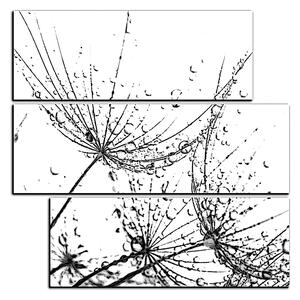 Obraz na plátně - Pampelišková semínka s kapkami vody - čtverec 3202QD (75x75 cm)