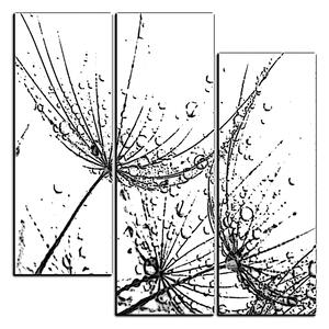 Obraz na plátně - Pampelišková semínka s kapkami vody - čtverec 3202QC (75x75 cm)