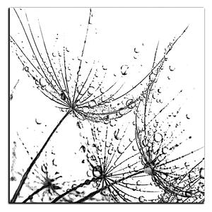Obraz na plátně - Pampelišková semínka s kapkami vody - čtverec 3202QA (50x50 cm)