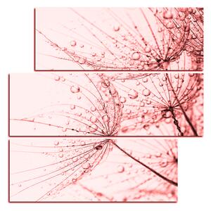 Obraz na plátně - Pampeliška s kapkami vody - čtverec 3203KD (75x75 cm)