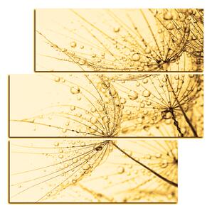 Obraz na plátně - Pampeliška s kapkami vody - čtverec 3203FD (75x75 cm)