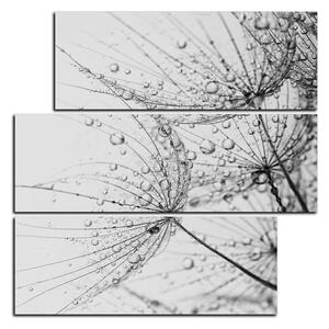 Obraz na plátně - Pampeliška s kapkami vody - čtverec 3203QD (75x75 cm)