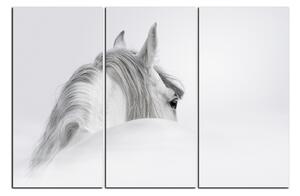 Obraz na plátně - Andaluský kůň v mlze 1219B (150x100 cm)