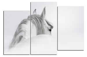 Obraz na plátně - Andaluský kůň v mlze 1219C (120x80 cm)