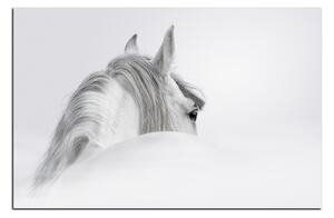 Obraz na plátně - Andaluský kůň v mlze 1219A (60x40 cm)
