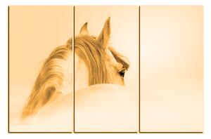 Obraz na plátně - Andaluský kůň v mlze 1219FB (120x80 cm)