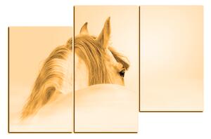 Obraz na plátně - Andaluský kůň v mlze 1219FD (150x100 cm)