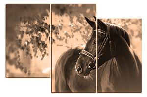 Obraz na plátně - Černý kůň 1220FD (150x100 cm)