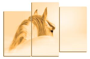 Obraz na plátně - Andaluský kůň v mlze 1219FC (120x80 cm)