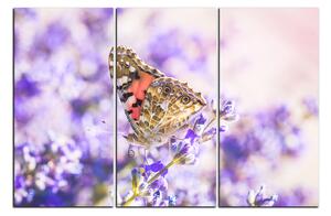 Obraz na plátně - Motýl na levandule 1221B (150x100 cm)