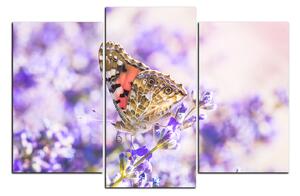 Obraz na plátně - Motýl na levandule 1221C (120x80 cm)