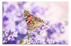 Obraz na plátně - Motýl na levandule 1221A (120x80 cm)