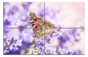 Obraz na plátně - Motýl na levandule 1221E (150x100 cm)