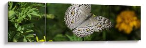 Obraz - bílý motýl (170x50 cm)
