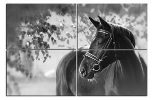 Obraz na plátně - Černý kůň 1220QE (120x80 cm)