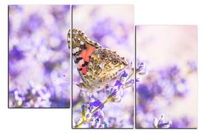 Obraz na plátně - Motýl na levandule 1221D (105x70 cm)