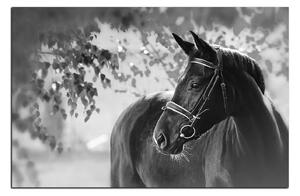Obraz na plátně - Černý kůň 1220QA (90x60 cm )
