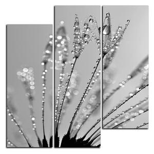 Obraz na plátně - Orosená pampeliška - čtverec 3210QC (75x75 cm)