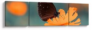 Obraz - motýl na oranžové květině (170x50 cm)