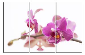 Obraz na plátně - Orchidej květ izolována na bílém pozadí 1222B (120x80 cm)