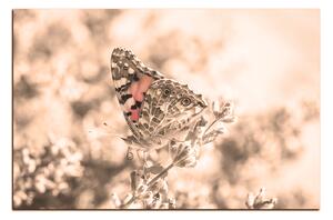 Obraz na plátně - Motýl na levandule 1221FA (90x60 cm )