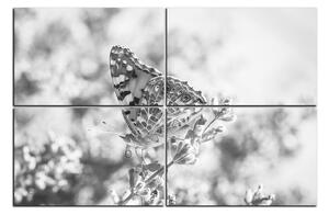 Obraz na plátně - Motýl na levandule 1221QE (150x100 cm)