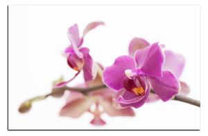 Obraz na plátně - Orchidej květ izolována na bílém pozadí 1222A (100x70 cm)